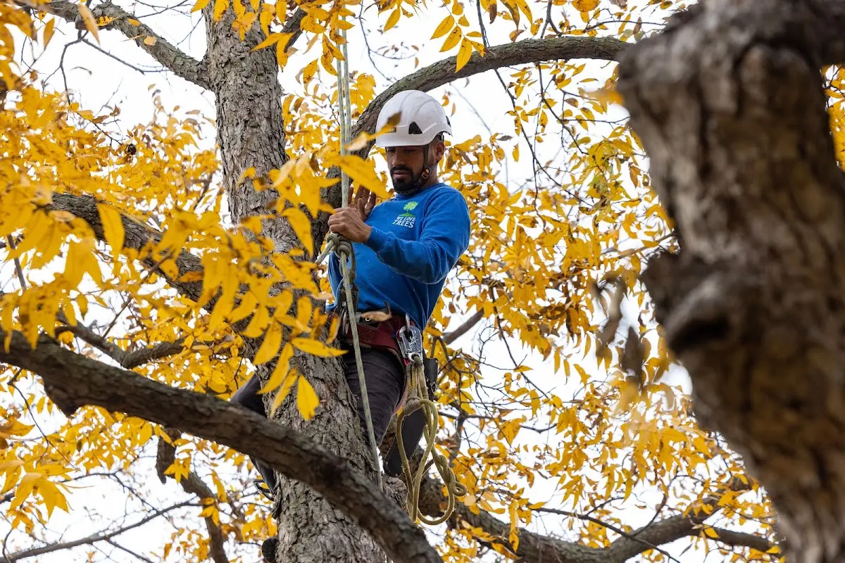 Skilled Storm Damage Cleanup crew working in Gray