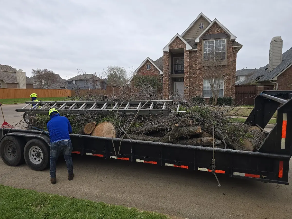 Expert Tree Pest Control with proper safety equipment in Gray